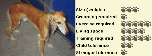 Saluki Rhodesian Ridgeback puppyfacts.com